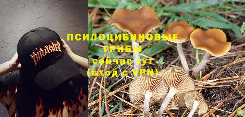 сколько стоит  Вуктыл  Галлюциногенные грибы MAGIC MUSHROOMS 